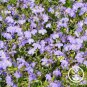 Imported Lobelia Flowers Blooming Covering Flore Outdoor Planting 400 Seeds