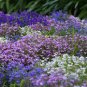 Imported Lobelia Flowers Blooming Covering Flore Outdoor Planting 400 Seeds