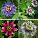 Passiflora Fruits 200 Seeds