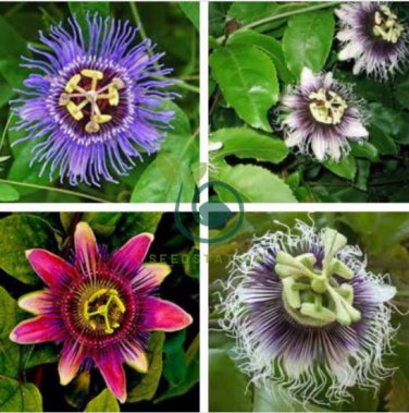 Passiflora Fruits 200 Seeds