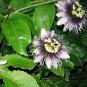 Passiflora Fruits 200 Seeds