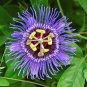 Passiflora Fruits 200 Seeds