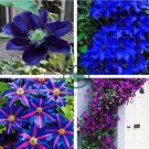 Clematis Bulbs Blue Climbing Clematis Florida Bonsai  4 Seeds