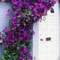 Clematis Bulbs Blue Climbing Clematis Florida Bonsai  4 Seeds