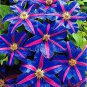 Clematis Bulbs Blue Climbing Clematis Florida Bonsai  4 Seeds