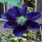 Clematis Bulbs Blue Climbing Clematis Florida Bonsai  4 Seeds
