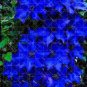 Clematis Bulbs Blue Climbing Clematis Florida Bonsai 4 Seeds
