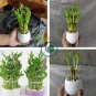 Rainbow Lucky Bamboo Bonsai Small Potted Plants 80 Seeds