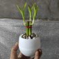 Rainbow Lucky Bamboo Bonsai Small Potted Plants 80 Seeds