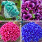 Celosia Cristata 400 Seeds