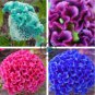 Celosia Cristata 400 Seeds