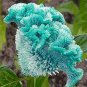 Celosia Cristata 400 Seeds