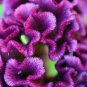 Celosia Cristata 400 Seeds