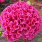 Celosia Cristata 400 Seeds