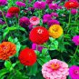 Mixed Zinnia Bonsai Pretty Pastel Colors Perennial Bonsai 400 seeds