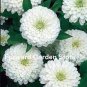 Mixed Zinnia Bonsai Pretty Pastel Colors Perennial Bonsai 400 seeds