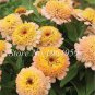 Mixed Zinnia Bonsai Pretty Pastel Colors Perennial Bonsai 400 seeds