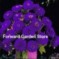 Mixed Zinnia Bonsai Pretty Pastel Colors Perennial Bonsai 400 seeds