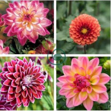 Dahlia Flower 200 Seeds