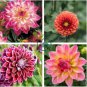 Dahlia Flower 200 Seeds