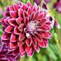 Dahlia Flower 200 Seeds