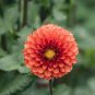 Dahlia Flower 200 Seeds