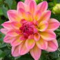 Dahlia Flower 200 Seeds