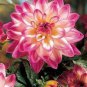 Dahlia Flower 200 Seeds