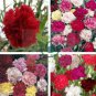 Mini Carnations Seed Balcony Potted Plants Dianthus Caryophyllus Mother Flower 100 Seeds