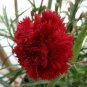 Mini Carnations Seed Balcony Potted Plants Dianthus Caryophyllus Mother Flower 100 Seeds