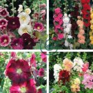 Double Hollyhock Flower Bonsai 200 Seeds