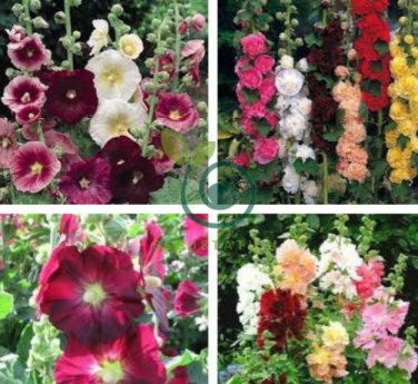 Double Hollyhock Flower Bonsai 200 Seeds