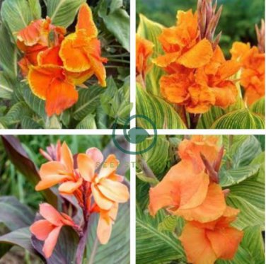 Canna Lily Potted Flower 400 Seeds