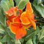 Canna Lily Potted Flower 400 Seeds