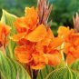 Canna Lily Potted Flower 400 Seeds