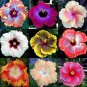 Double Hollyhock Flower Bonsai, Mixed Perennial Home 200 Seeds