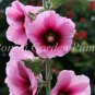 Double Hollyhock Flower Bonsai, Mixed Perennial Home 200 Seeds