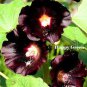 Double Hollyhock Flower Bonsai, Mixed Perennial Home 200 Seeds