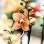 Mini Phalaenopsis Flower 200 Seeds