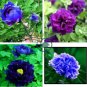 Paeonia Lactiflora 20 Seeds