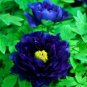 Paeonia Lactiflora 20 Seeds
