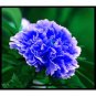 Paeonia Lactiflora 20 Seeds