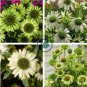 Echinacea Purpure 400 Seeds