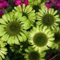 Echinacea Purpure 400 Seeds