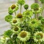 Echinacea Purpure 400 Seeds