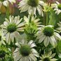 Echinacea Purpure 400 Seeds