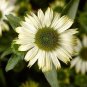 Echinacea Purpure 400 Seeds