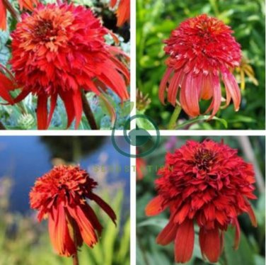 Rare 'Hot Papaya' Echinacea 400 Seeds