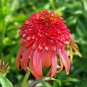 Rare 'Hot Papaya' Echinacea 400 Seeds