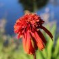 Rare 'Hot Papaya' Echinacea 400 Seeds